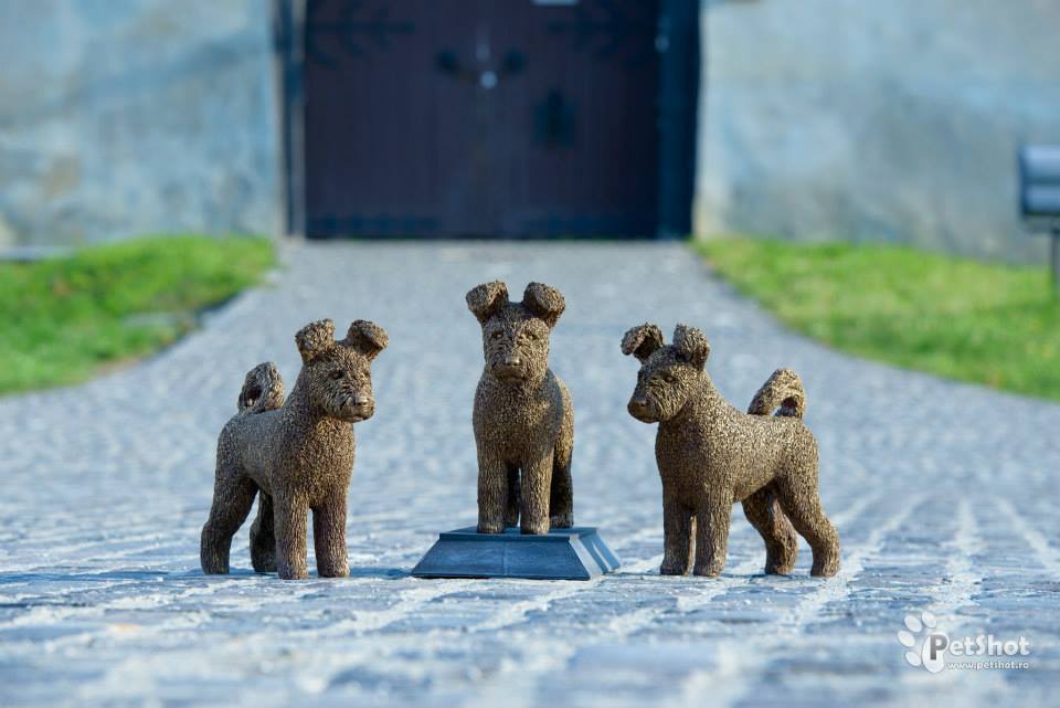 11709495_996815067018195_4569833722017117561_n