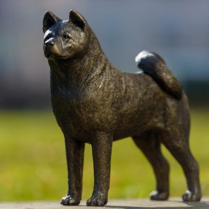 American Akita