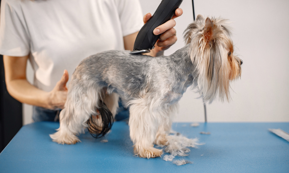Master Groom – official website